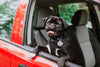 Paw-some Adventures: Tips for Traveling with Your Canine Companion