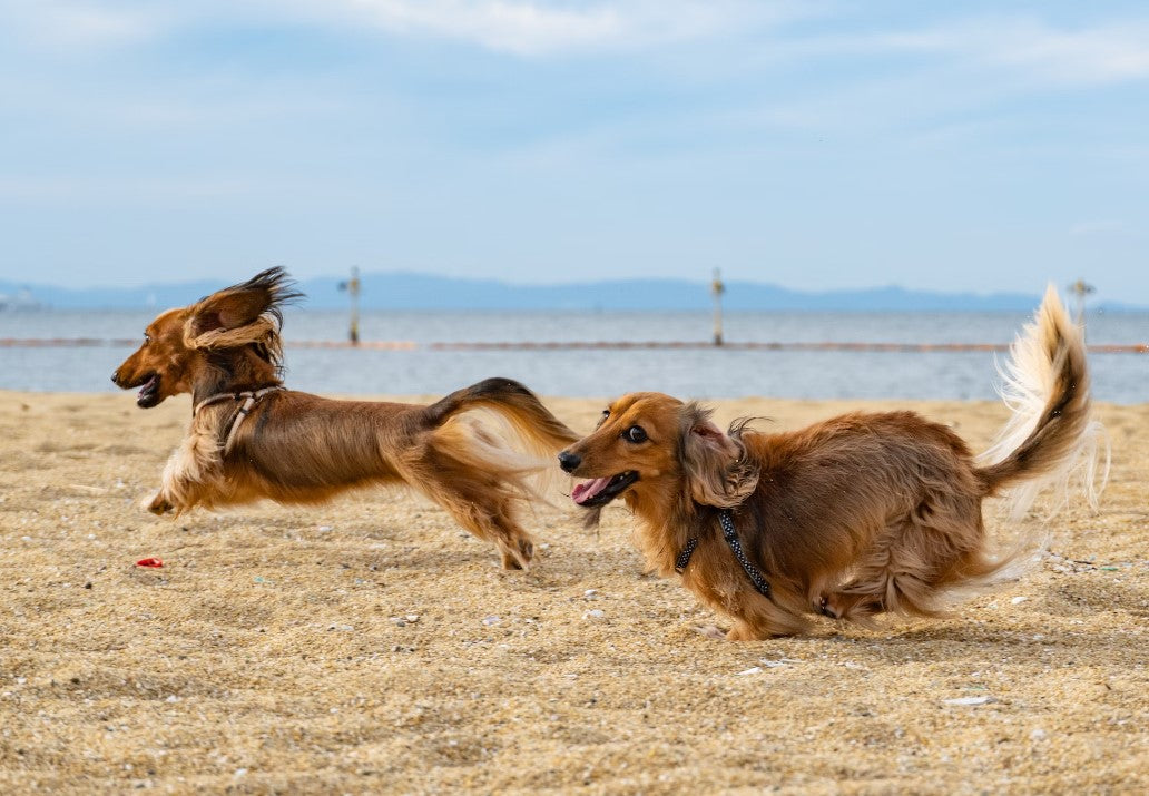 Zoomies: The Science Behind Your Dog's Spontaneous Energy Bursts