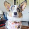 Taco bout cute - Pet tag