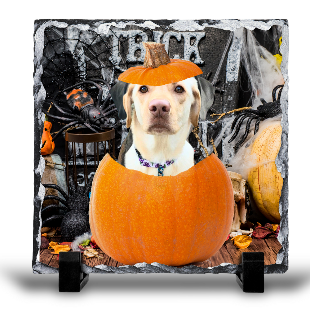 Trick or Treat Custom- Slate