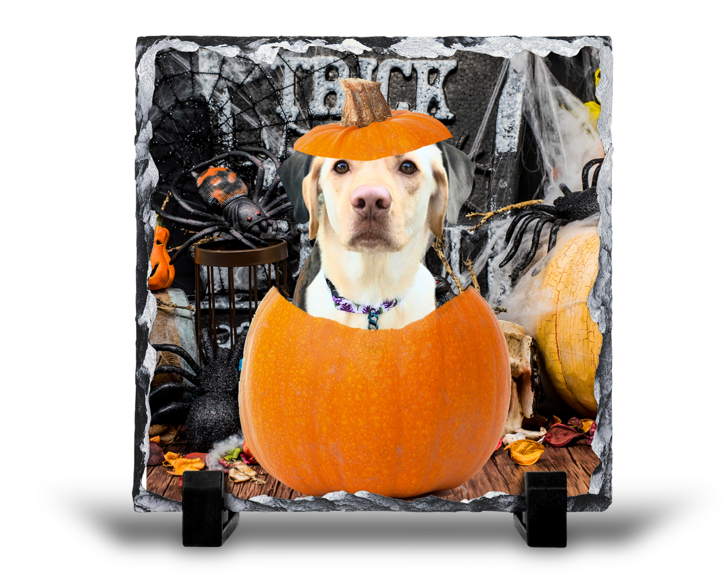 Trick or Treat Custom- Slate