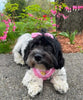Load image into Gallery viewer, Wagging and Tagging LLC Pet ID Tag Enchanted Heart - Pet tag