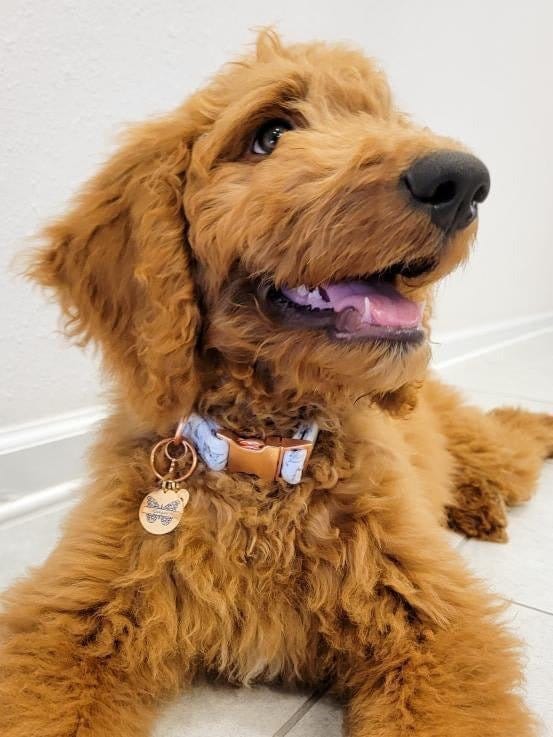 Wagging and Tagging LLC Pet ID Tags Butterfly - Pet tag