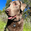 Wagging and Tagging LLC Pet ID Tags Making Etch Happen - Pet tag